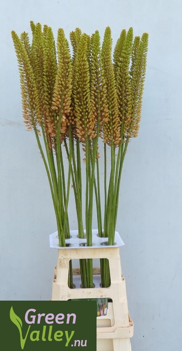 <h4>EREMURUS ORANGE PRIN</h4>
