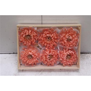 Wax Bol Chrysant Zalm