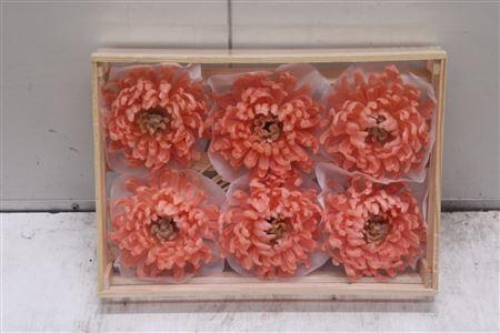<h4>Wax Bol Chrysant Zalm</h4>