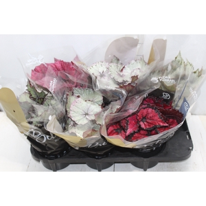 BEGONIA BELEAF P15 PO