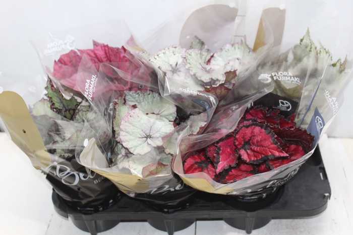 <h4>BEGONIA BELEAF P15 PO</h4>
