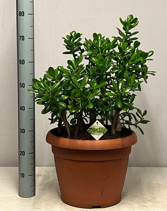 <h4>CRASS OVATA</h4>