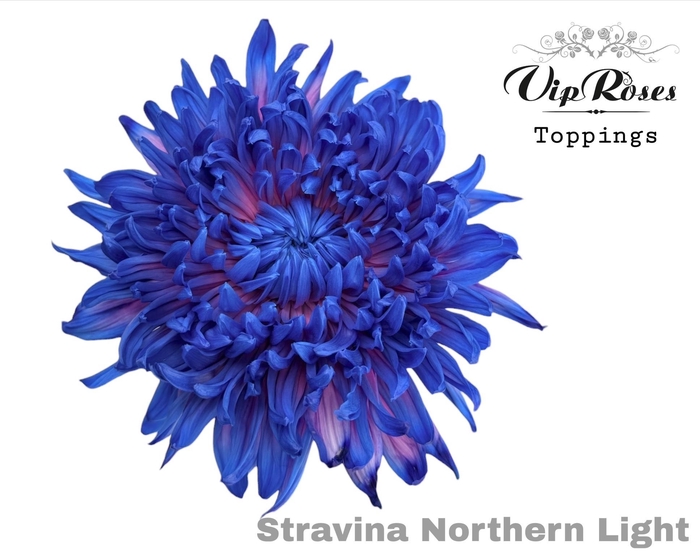 <h4>CHR G STRAVINA NORTHERN LIGHT</h4>