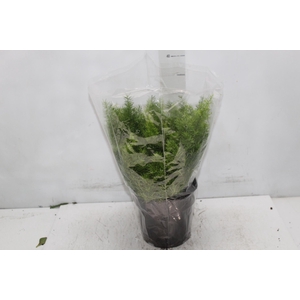 ASPARGO ALFINETE P17