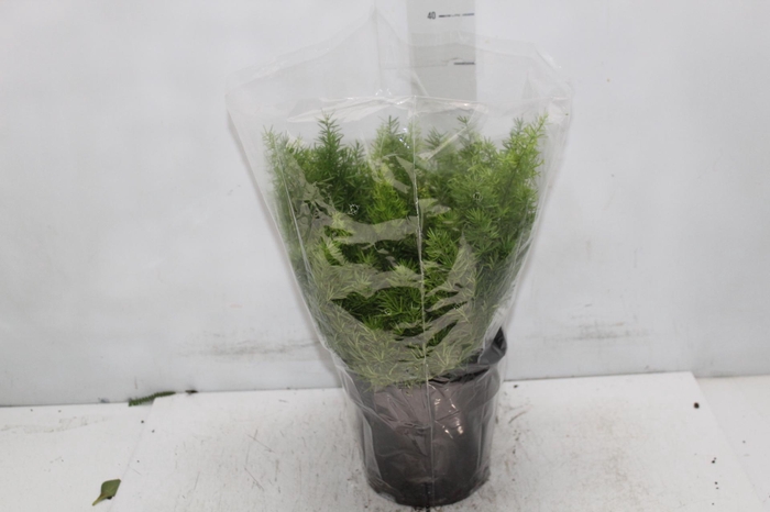 <h4>ASPARGO ALFINETE P17</h4>