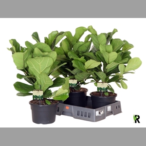 FICUS LYRATA