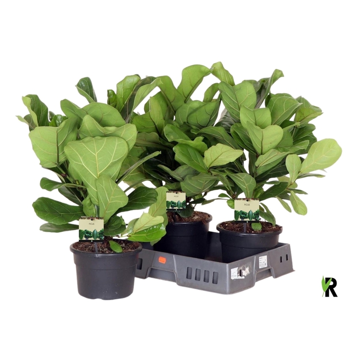 <h4>FICUS LYRATA</h4>