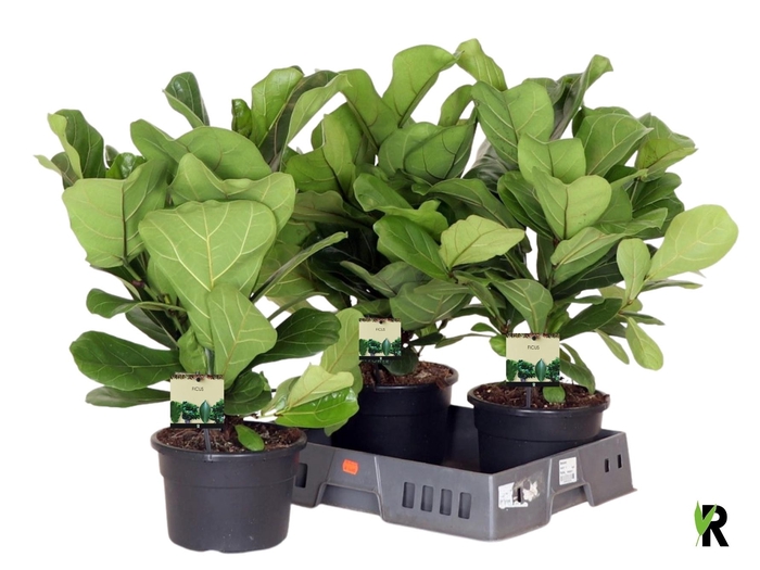 FICUS LYRATA