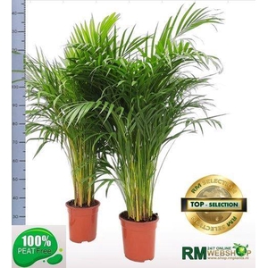 DYPSIS LUTESCENS