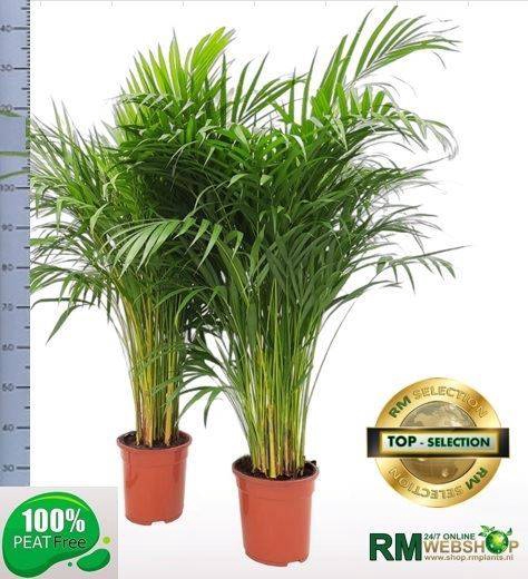 <h4>DYPSIS LUTESCENS</h4>