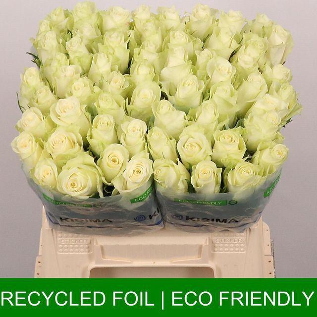 <h4>ROSA GR 'ATHENA'</h4>