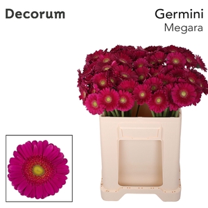 Germini Megara Water