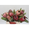 Protea Barbigera Air