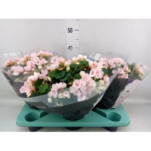 Begonia elat. EN 'Betulia Light'