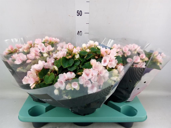 <h4>Begonia elat. EN 'Betulia Light'</h4>