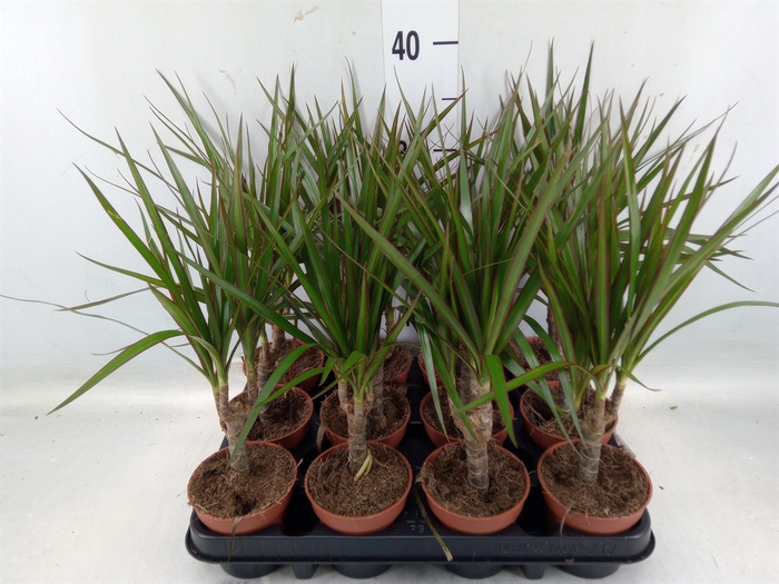 <h4>Dracaena marg.</h4>