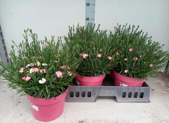 <h4>DIAN DI PEACH PARTY</h4>