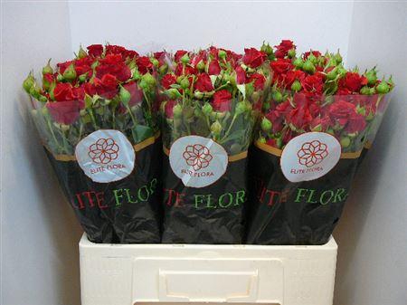 <h4>R Tr Mirabel</h4>