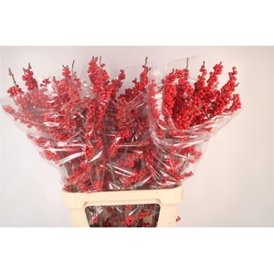Ilex Verticilata Red