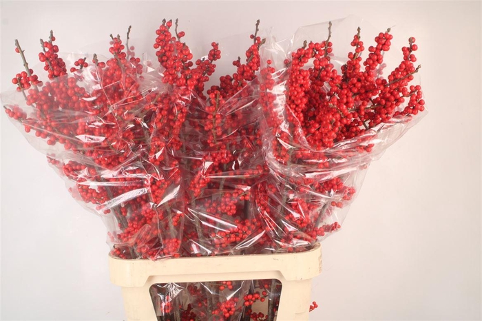 <h4>Ilex Verticilata Red</h4>