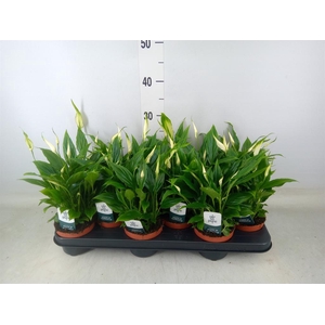 Spathiphyllum  'Chopin'