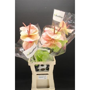 Anthurium Kaseko Classic