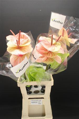 Anthurium Kaseko Classic