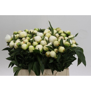 Paeonia duchess de nemours