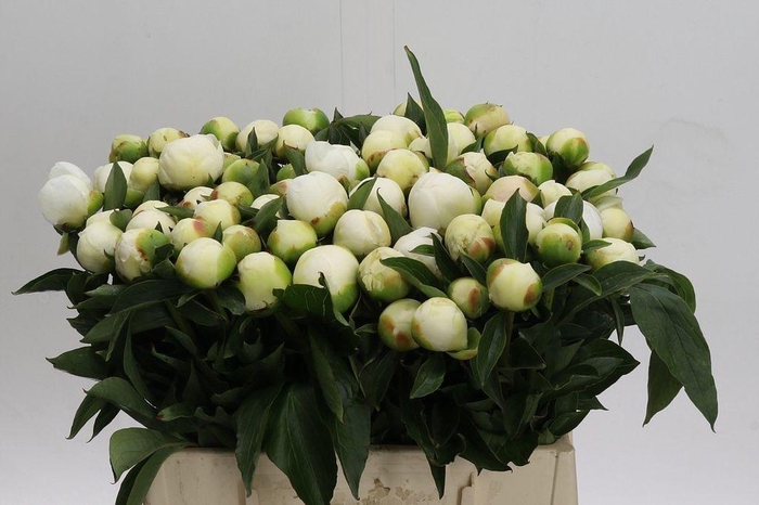 <h4>Paeonia duchess de nemours</h4>