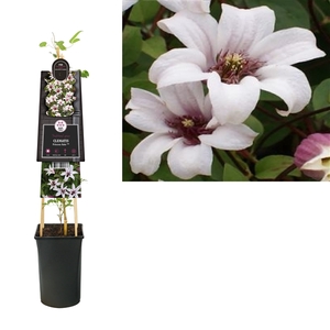 Clematis Princess Kate PBR +3.0 label