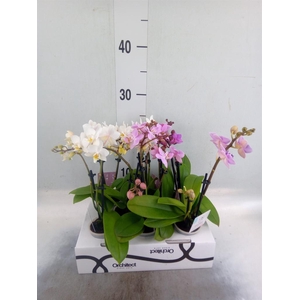 Phalaenopsis   ...mini
