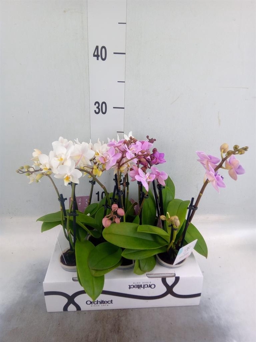 <h4>Phalaenopsis   ...mini</h4>