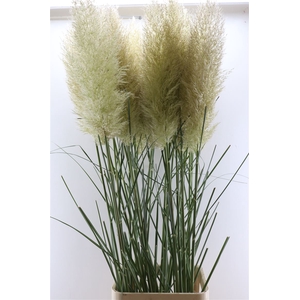 Cortaderia Se Evita Xxl