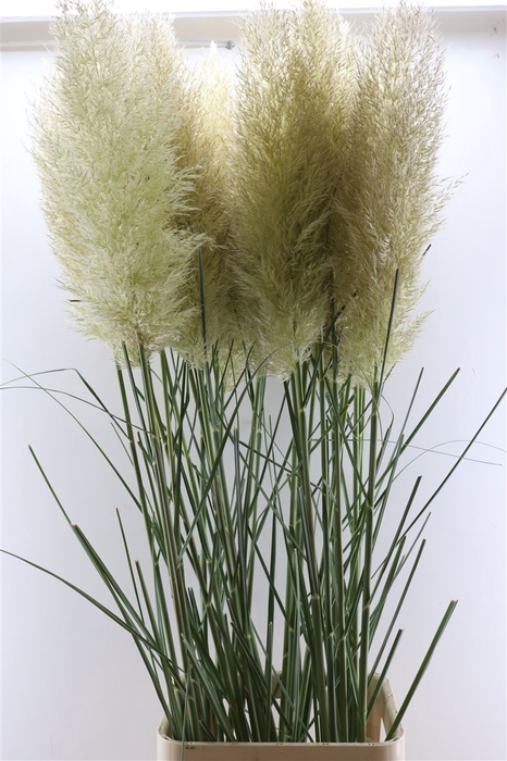 <h4>Cortaderia Se Evita Xxl</h4>