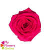 R Gr Gotcha Hot Pink 50cm EC