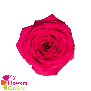 R Gr Gotcha Hot Pink 50cm EC