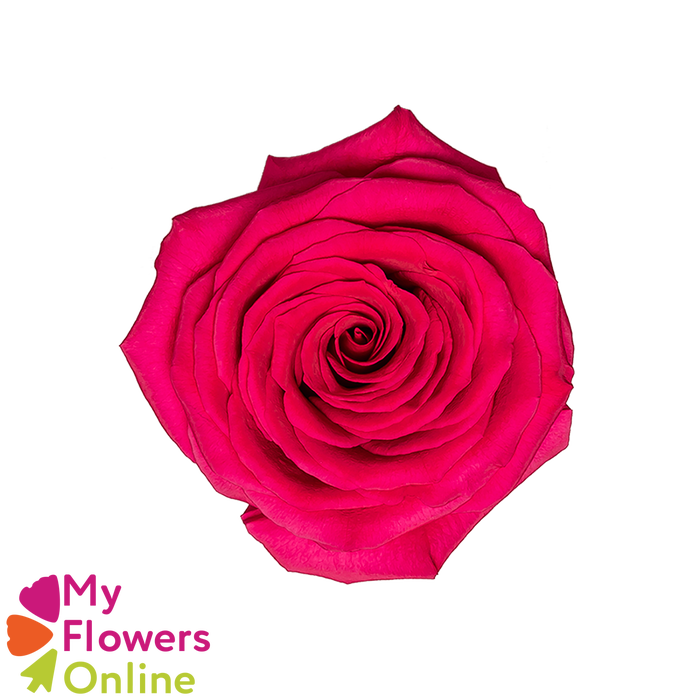 <h4>R Gr Gotcha Hot Pink 50cm EC</h4>
