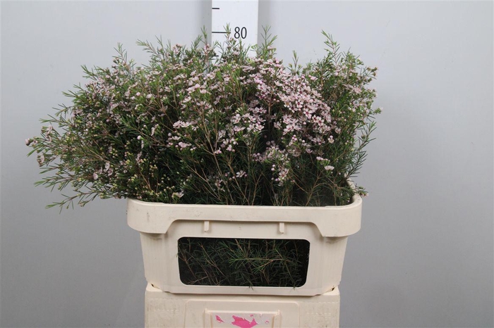 <h4>Chame Un Dori</h4>