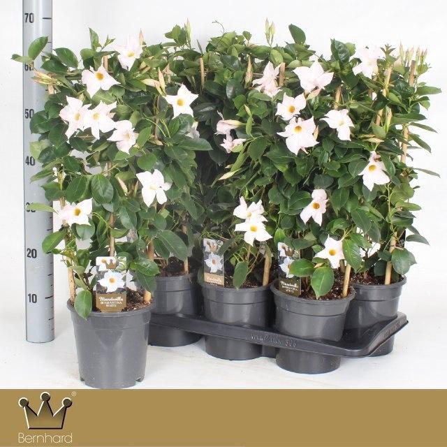 <h4>MANDE DI JADE WHITE stock</h4>