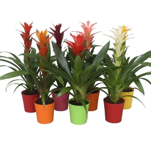 Guzmania   ...mix