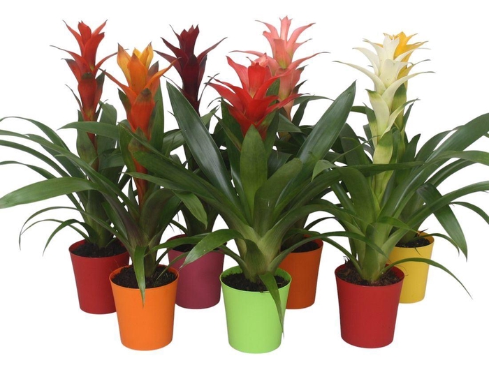 <h4>Guzmania   ...mix</h4>