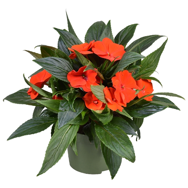 <h4>Impatiens New Guinea ORANJE</h4>