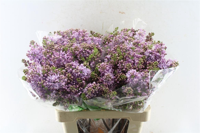 <h4>Syr Dark Koster</h4>