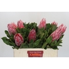 Protea Cynaroides Claire