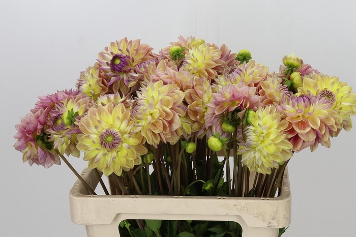 <h4>Dahlia Dusty Beauty</h4>