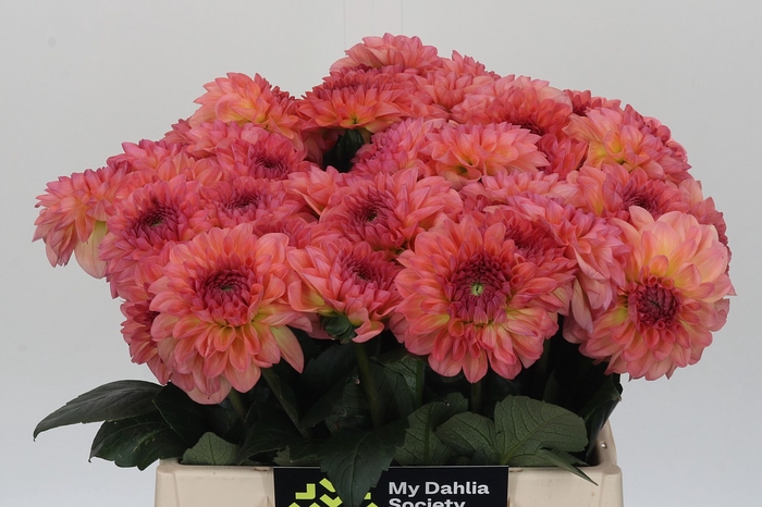 <h4>Dahlia Sebastian</h4>