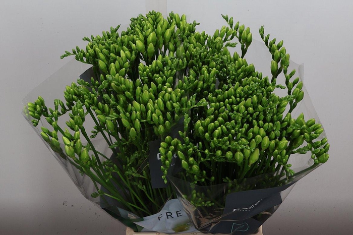 <h4>Fr Du Versailles</h4>