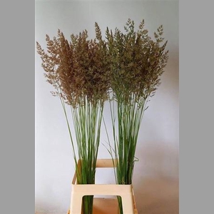 Siergras Calamagrostis Brachy