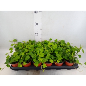 Hedera helix 'Wonder'