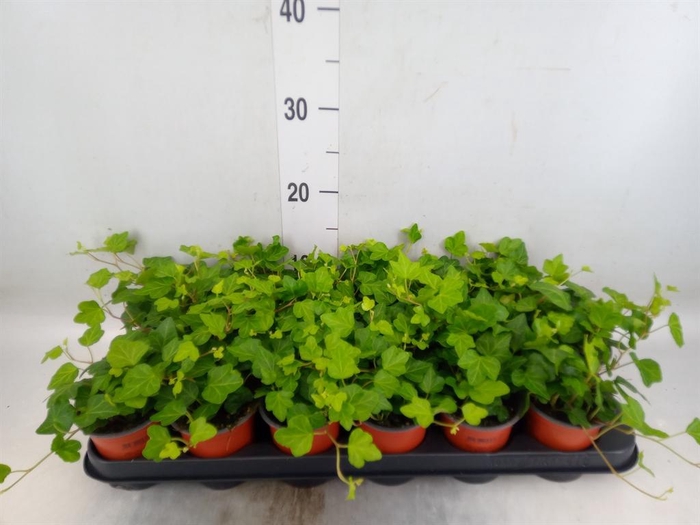 <h4>Hedera helix 'Wonder'</h4>